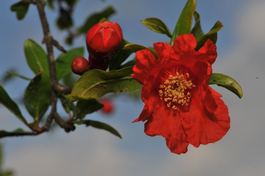 Grenadine Lodge داليان المظهر الخارجي الصورة